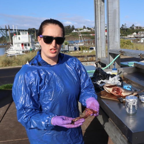 OSU masters student Katherine Lasdin separates the innards of a donated rockfish at the Port of Newport, Oregon, for later analysis to see if it ingested microplastics. CREDIT: TOM BANSE/N3