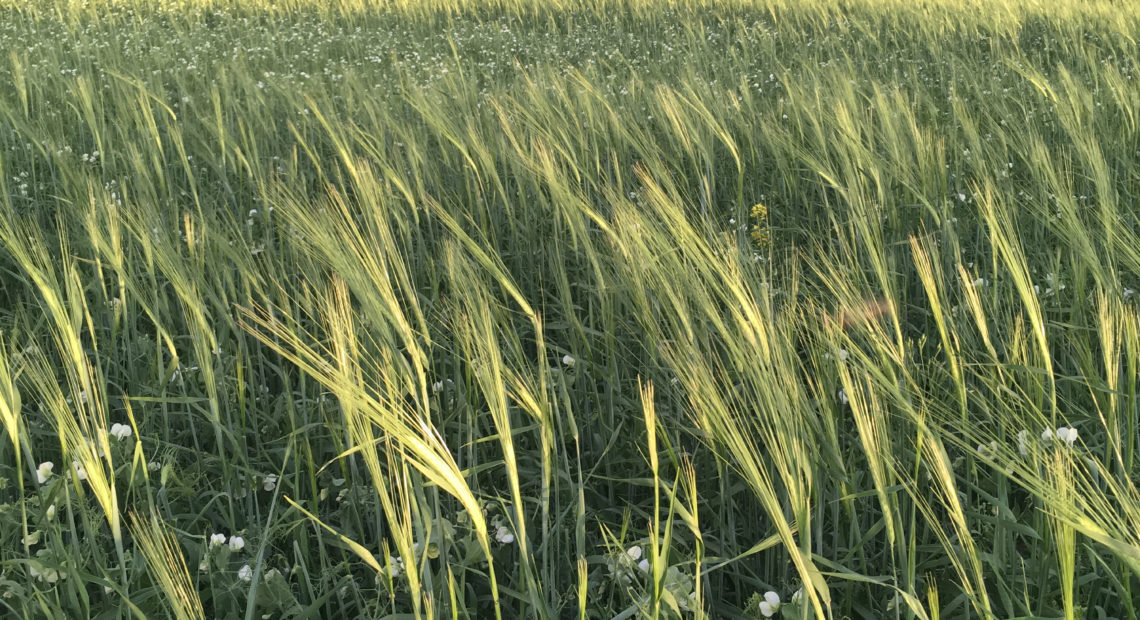 A mix of barley, peas and flax grows in a field at Casey Bailey's farm near Fort Benton, Mont. Bailey sells this crop to Montana dairy farmer Nate Brown, who has been feeding it to his goats.
