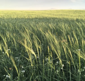 A mix of barley, peas and flax grows in a field at Casey Bailey's farm near Fort Benton, Mont. Bailey sells this crop to Montana dairy farmer Nate Brown, who has been feeding it to his goats.