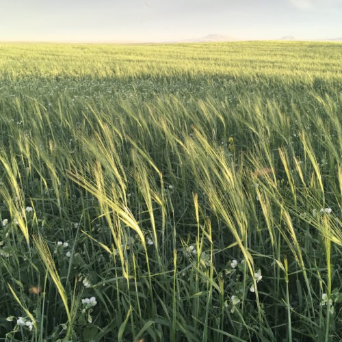 A mix of barley, peas and flax grows in a field at Casey Bailey's farm near Fort Benton, Mont. Bailey sells this crop to Montana dairy farmer Nate Brown, who has been feeding it to his goats.