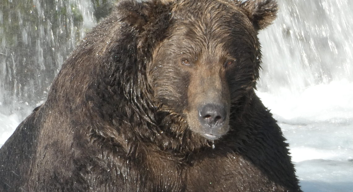 Bear No. 68 has packed on the pounds needed for a long hibernation. Courtesy of NPS Photos