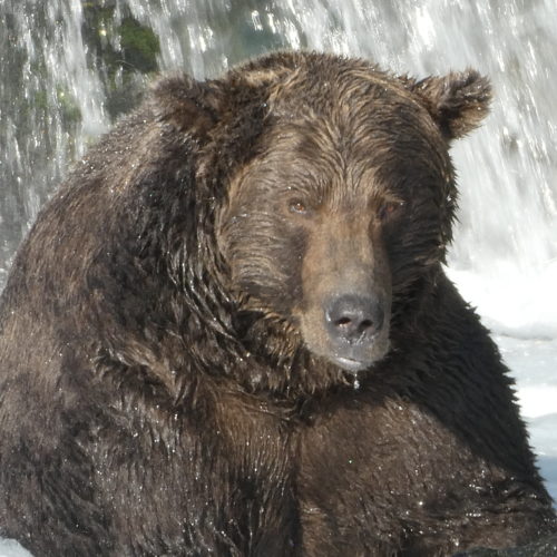Bear No. 68 has packed on the pounds needed for a long hibernation. Courtesy of NPS Photos