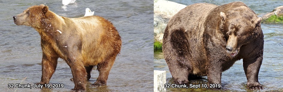 Park staffers make sure to get good before and after photos of the 12 contestants, including Bear No. 32 (Chunk). Barbara Lutes & Anna Marie Gantt/Courtesy of NPS Photos