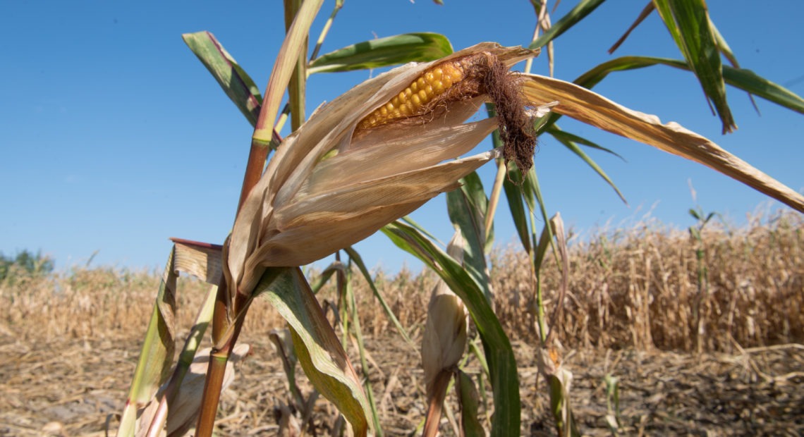 Companies are increasingly concerned about how Earth's changing climate might affect their businesses, such as crop failures from drought, heat and storms. Julian Stratenschulte/picture alliance via Getty Image