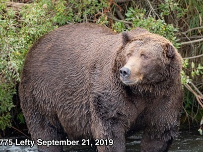 Bear No. 775 (Lefty) gains pounds to prepare for the long winter — and a possible Fat Bear Week victory.
