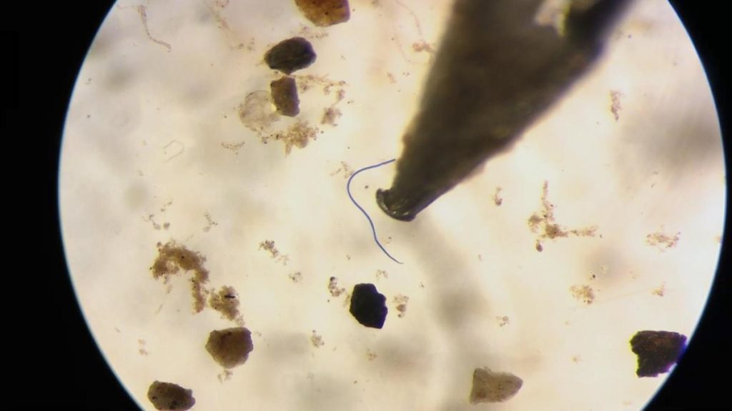 Microplastic fibers, like this one from an Oregon river, are less than 5mm and often show up in vivid color under the microscope. CREDIT: TODD SONFLIETH / OPB