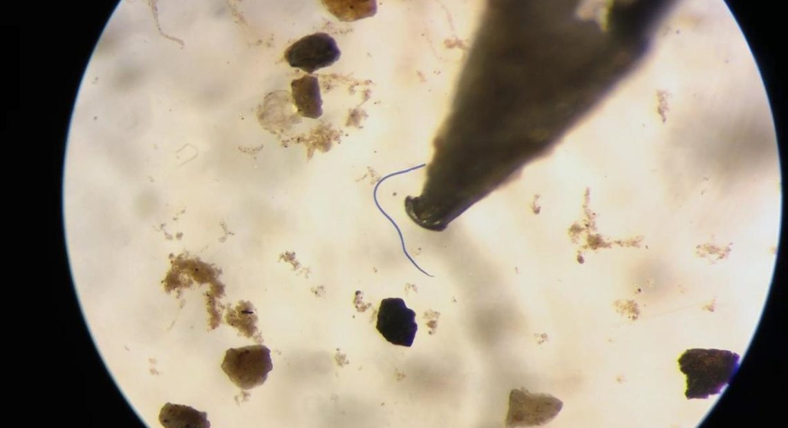 Microplastic fibers, like this one from an Oregon river, are less than 5mm and often show up in vivid color under the microscope. CREDIT: TODD SONFLIETH / OPB