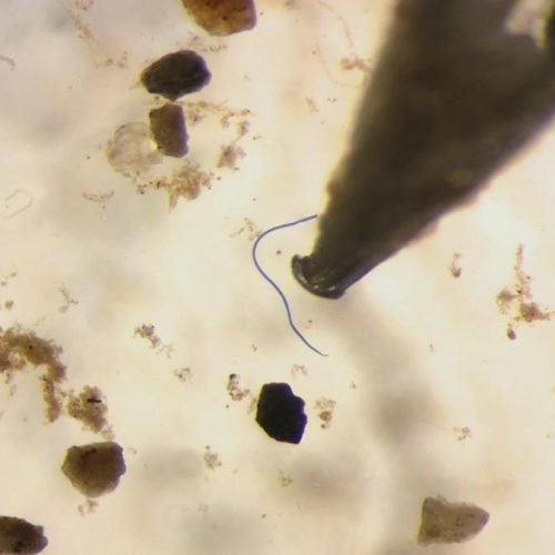 Microplastic fibers, like this one from an Oregon river, are less than 5mm and often show up in vivid color under the microscope. CREDIT: TODD SONFLIETH / OPB