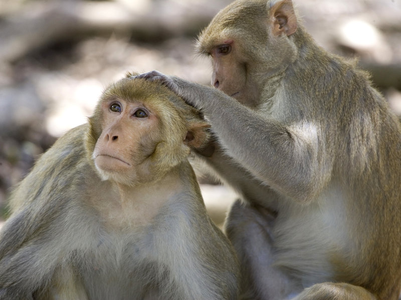 A rhesus macaque monkey grooms another on Cayo Santiago, off the eastern coast of Puerto Rico.