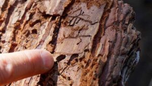 Mountain pine beetle larvae leave holes in sugar pine bark after emerging.