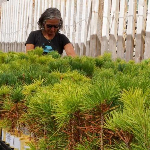 Forest biologist Patricia Maloney is raising 10,000 sugar pine seedlings descended from trees that survived California's historic drought.