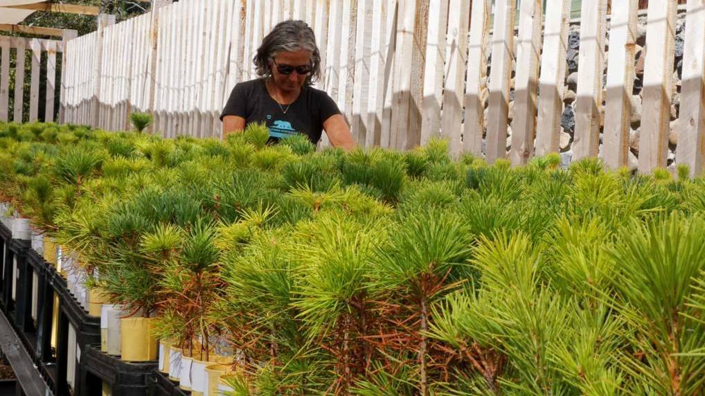 Forest biologist Patricia Maloney is raising 10,000 sugar pine seedlings descended from trees that survived California's historic drought.