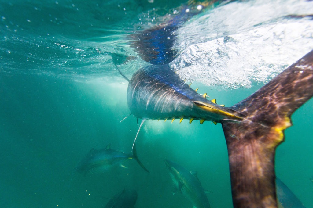 A new study finds that tuna harvests, including of some species considered "vulnerable," have increased by an astonishing 1,000% in the last 60 years — a rate that some scientists warn is unsustainable. CREDIT: NiCK/Getty Images