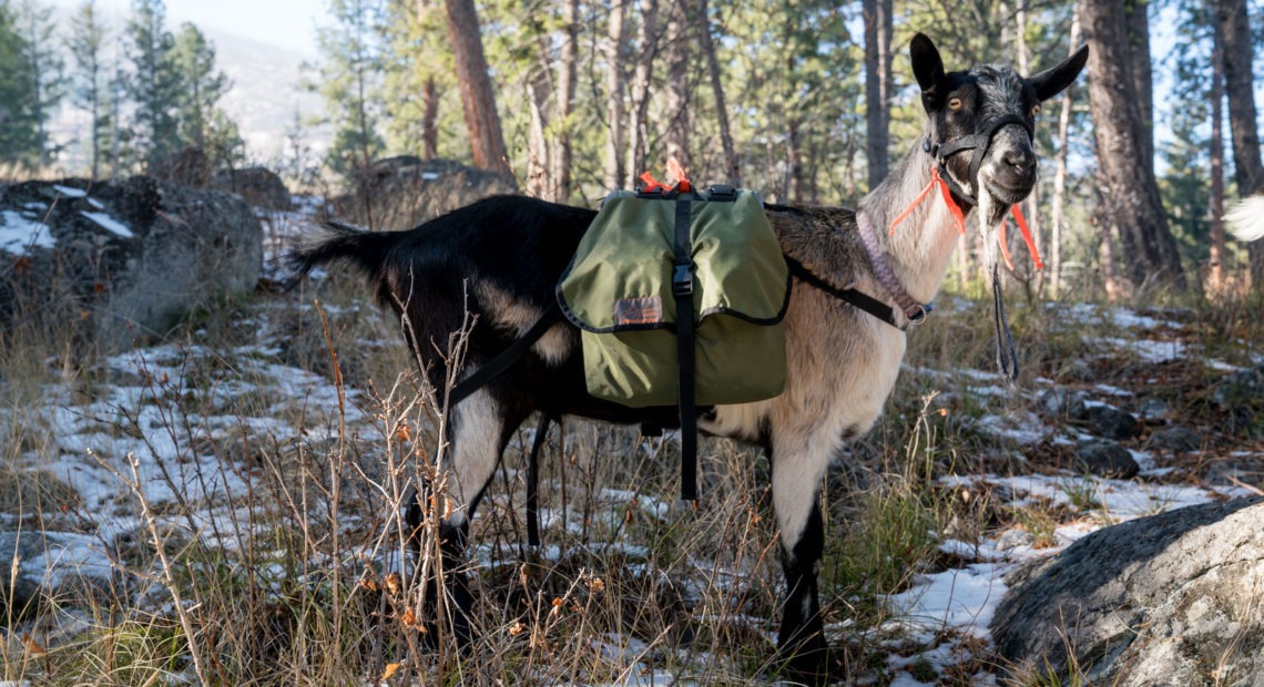 Bannack is a 2-year-old Alpine goat bred to haul loads into and out of the backcountry. National forests are formalizing pack goat regulations as they revise their forest plans. CREDIT: Nick Mott/Montana Public Radio