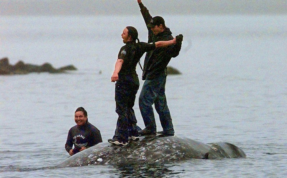 Makah whalers standing atop dead whale