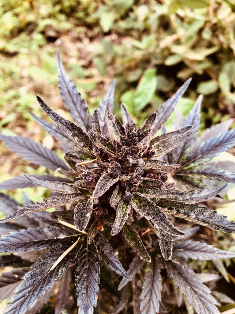 A marijuana plant grows in California's Shasta-Trinity National Forest. This plant is part of an illegal growing operation by highly organized drug cartels that take advantage of the forests' thick canopy to help hide their operations. CREDIT: Eric Westervelt/NPR