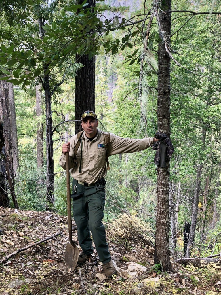 Wildlife disease ecologist Mourad Gabriel has documented that 85% of California Pacific fishers have been exposed to rodenticide. Fishers are an elusive carnivore in the weasel family that prefer remote forests. CREDIT: Eric Westervelt/NPR