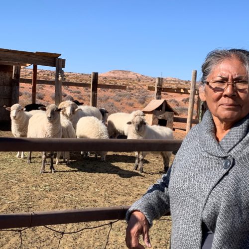 Darlene Yazzie typically hauls water from a windmill 5 miles from her house for her sheep. Officials tell her it's unsafe for humans but OK for livestock. CREDIT: Laurel Morales/KJZZ