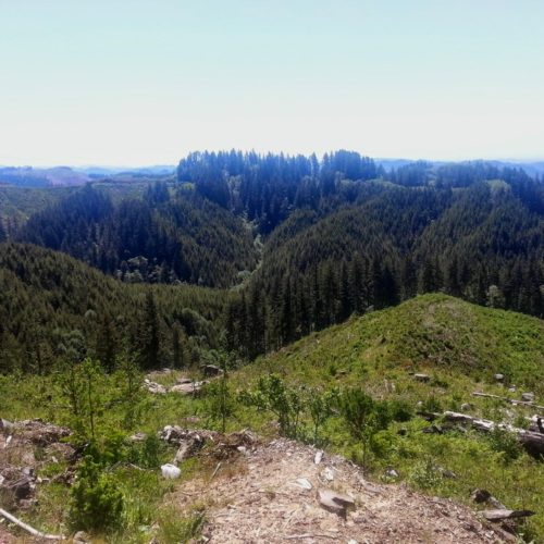 Elliott State Forest near Coos Bay, Ore. CREDIT: Ore. Dept. of State Lands