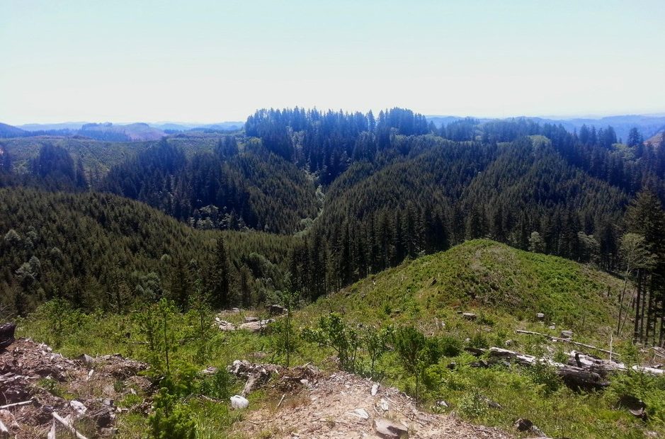 Elliott State Forest near Coos Bay, Ore. CREDIT: Ore. Dept. of State Lands