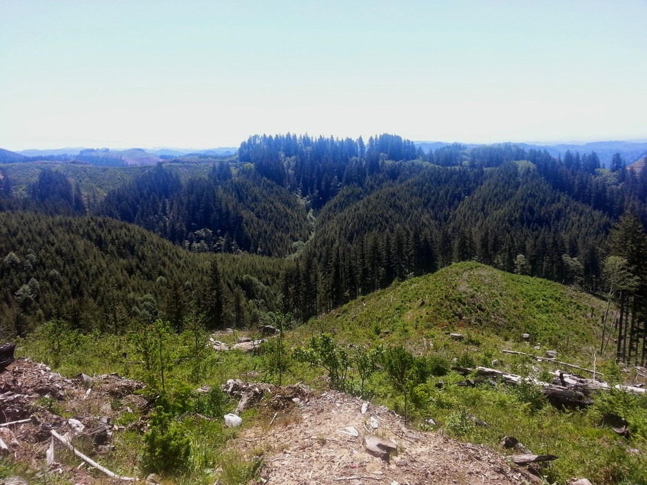 Elliott State Forest near Coos Bay, Ore. CREDIT: Ore. Dept. of State Lands