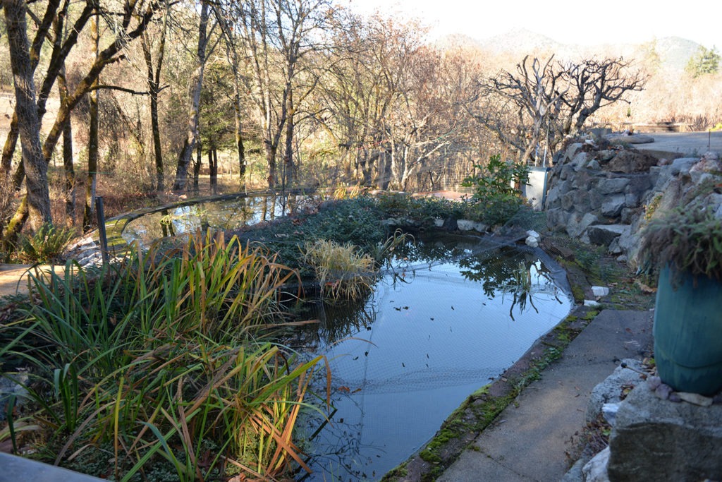 Neil Thuresson's home is surrounded by small Koi ponds that can provide water for fire suppression. CREDIT: April Ehrlich/JPR News