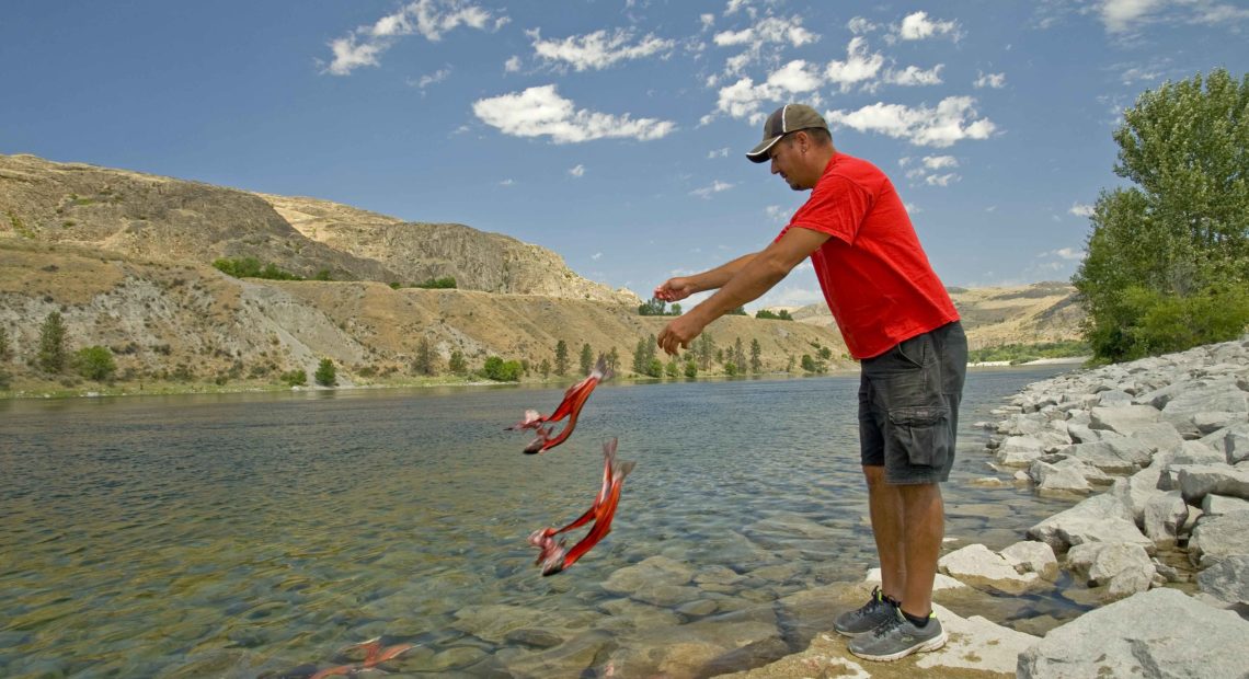 Fisherman Randy Friedlander, a member of the Confederated Tribes of the Colville Reservation, conducts ceremony placing carcasses of salmon at the base of Grand Coulee Dam to honor ancestors and show salmon the way when fish runs are restored. CREDIT: Peter Pochocki Marbach