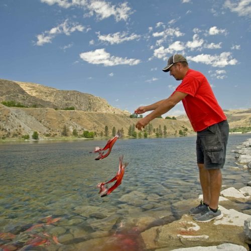 Fisherman Randy Friedlander, a member of the Confederated Tribes of the Colville Reservation, conducts ceremony placing carcasses of salmon at the base of Grand Coulee Dam to honor ancestors and show salmon the way when fish runs are restored. CREDIT: Peter Pochocki Marbach