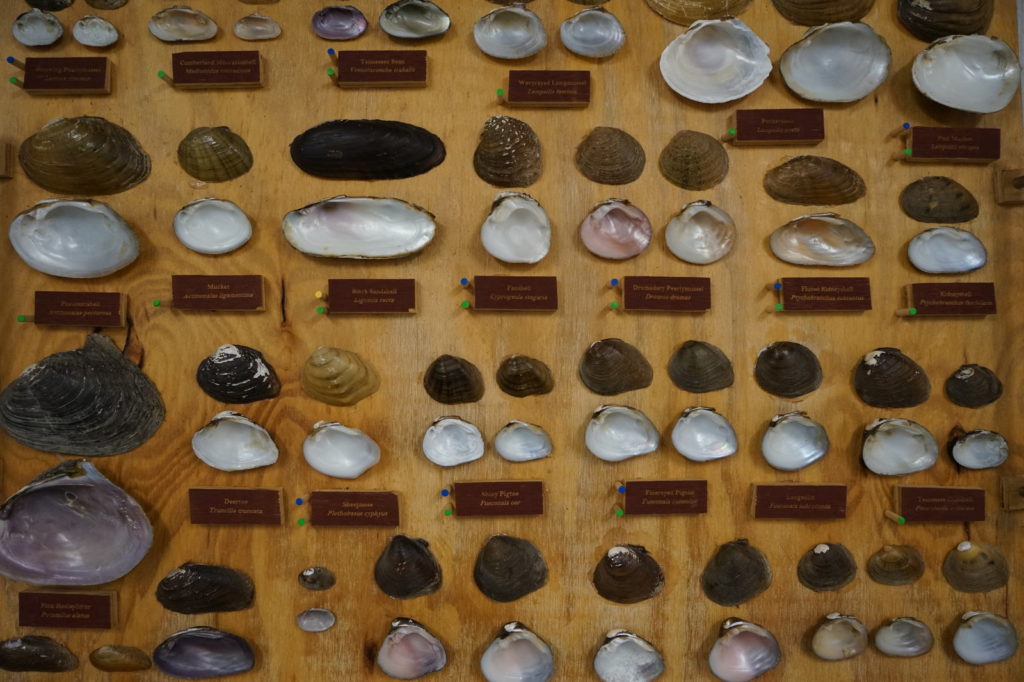 Shells of some of the Clinch River's freshwater mussel species. CREDIT: Nathan Rott/NPR