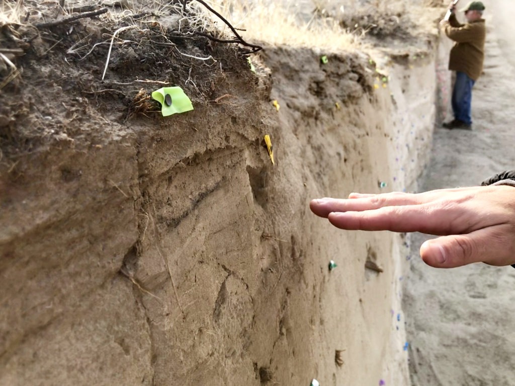 Geologists map the inside of the trench with flags. They can identify different features from the sediments, flagging important pieces of the trench wall. The yellow and green flags identify modern soil. At the bottom, blue flags identify deposits from the ancient floods of glacial Lake Missoula that helped create the channeled scabland landscape of the Inland Northwest. CREDIT: Courtney Flatt/NWPB