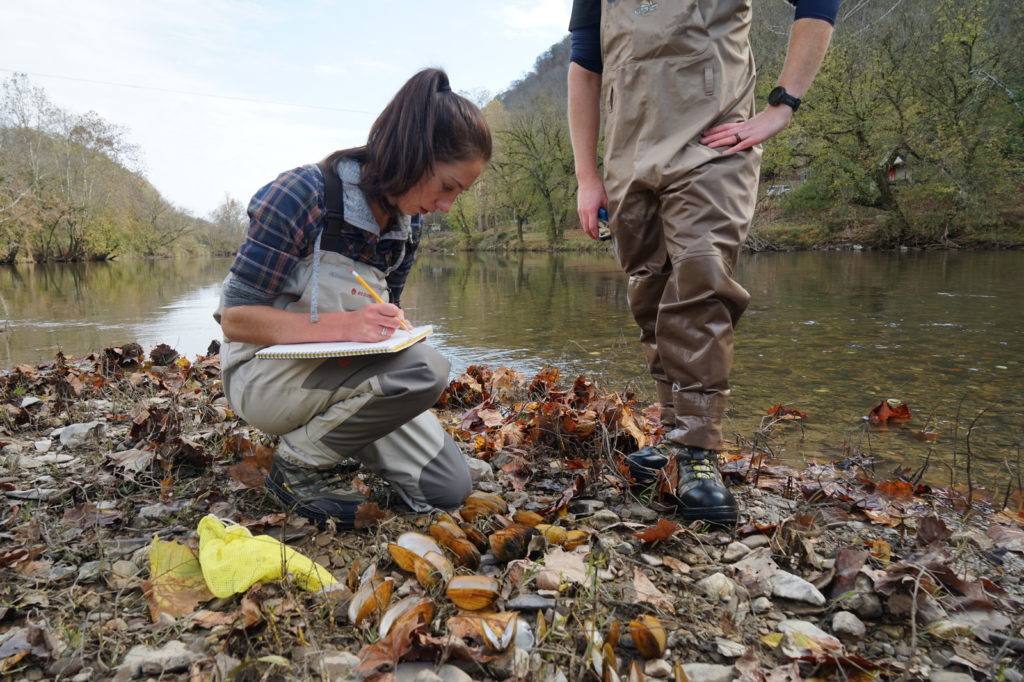 Rose Agbalog documents the number and types of dead mussel species she finds during a brief survey on the Clinch River. On particularly bad days, hundreds of shells line the banks. CREDIT: Nathan Rott/NPR