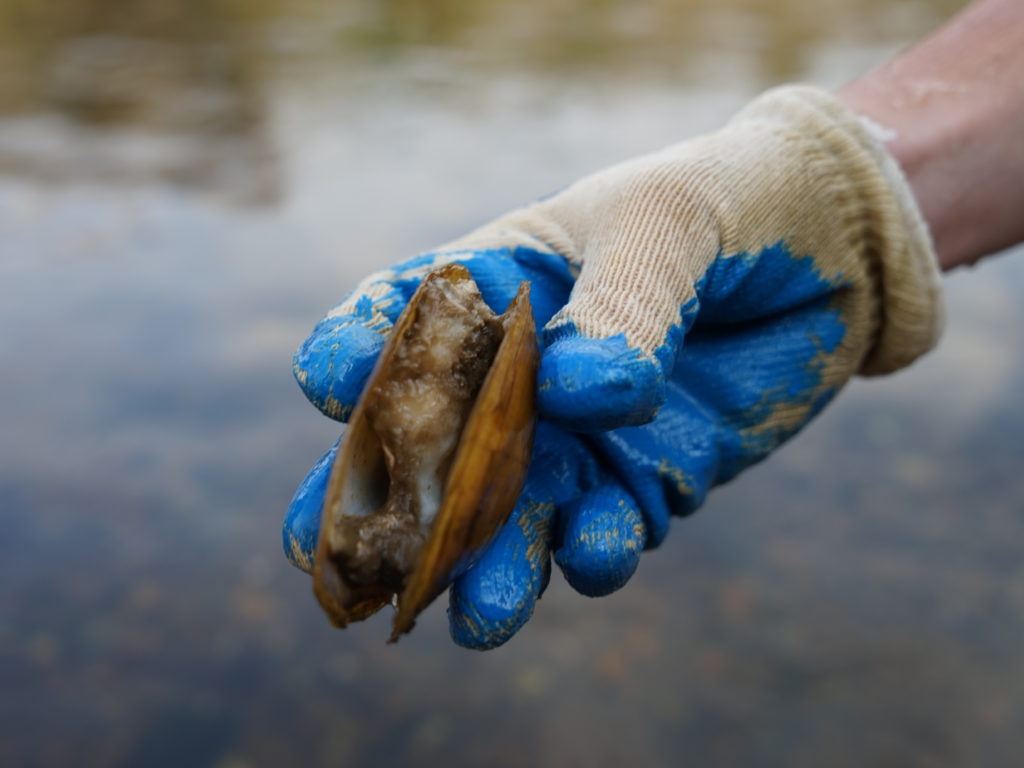 A recently dead pheasantshell mussel is rotting in its shell. Snails, crawfish and other river inhabitants will eat the flesh. "Nothing goes to waste," says Virginia biologist Tim Lane. CREDIT: Nathan Rott/NPR