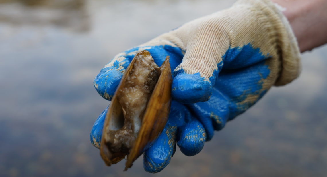 A recently dead pheasantshell mussel is rotting in its shell. Snails, crawfish and other river inhabitants will eat the flesh. "Nothing goes to waste," says Virginia biologist Tim Lane. CREDIT: Nathan Rott/NPR