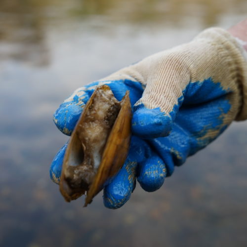 A recently dead pheasantshell mussel is rotting in its shell. Snails, crawfish and other river inhabitants will eat the flesh. "Nothing goes to waste," says Virginia biologist Tim Lane. CREDIT: Nathan Rott/NPR