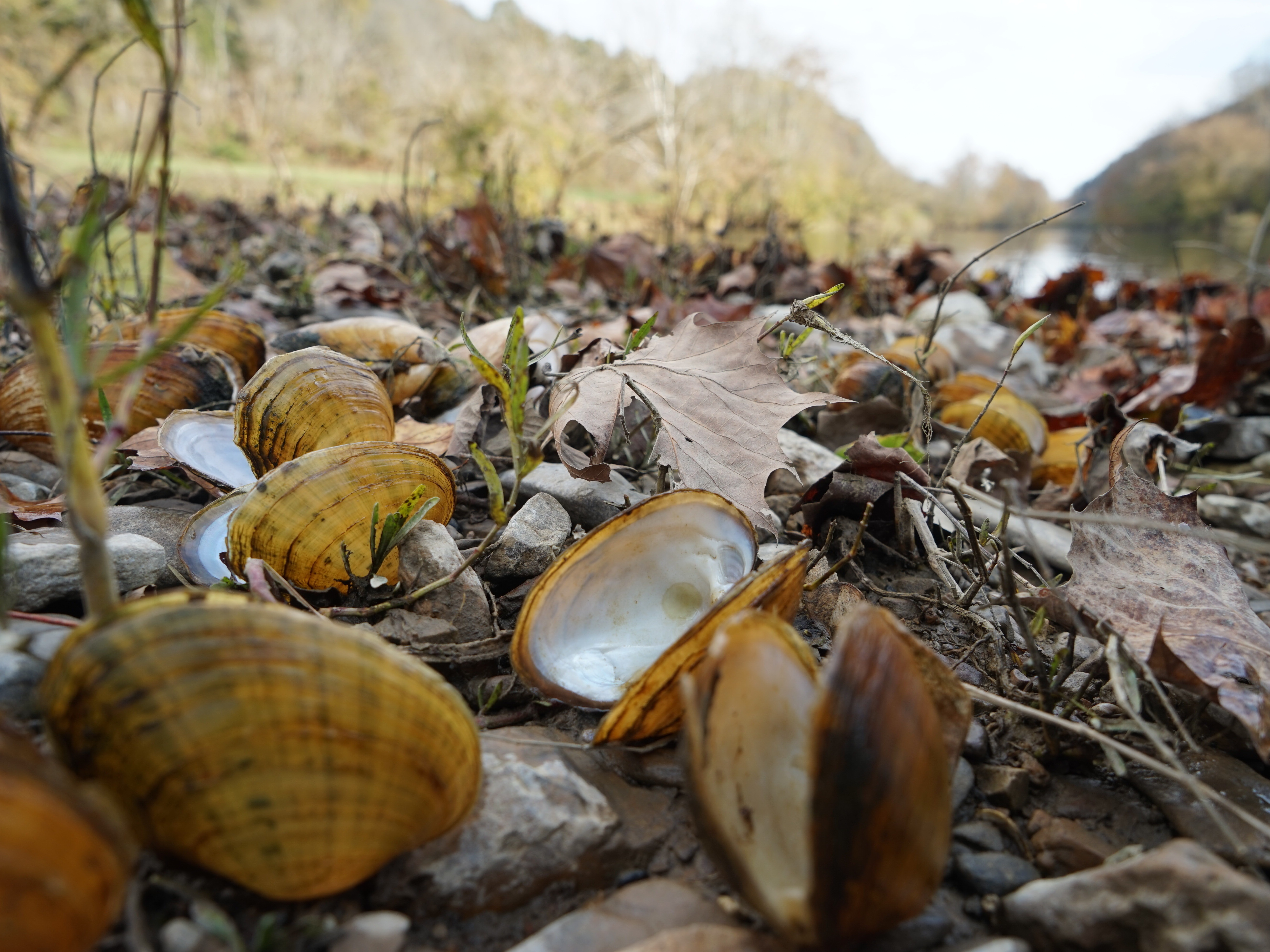 Biologists pile recently dead mussel shells on the edge of the Clinch River after documenting the species' number and type. The smell can get "real bad," says biologist Rose Agbalog. CREDIT: Nathan Rott/NPR