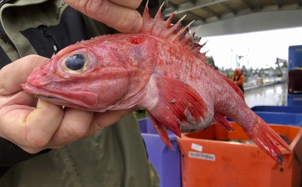 Kevin Dunn, who fishes off the coasts of Oregon and Washington, holds a rockfish at a processing facility in Warrenton, Oregon. A rare environmental success story is unfolding in waters off the U.S. West Coast as regulators in January 2020 are scheduled to reopen a large area off the coasts of Oregon and California to groundfish bottom trawling fishing less than two decades after authorities closed huge stretches of the Pacific Ocean due to the species' depletion. CREDIT: Gillian Flaccus/AP