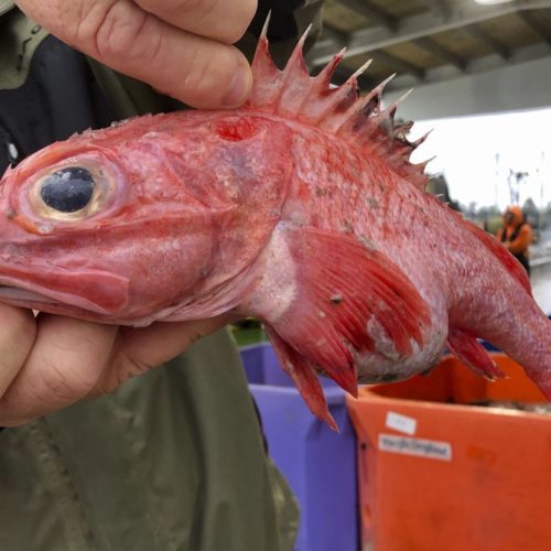 Kevin Dunn, who fishes off the coasts of Oregon and Washington, holds a rockfish at a processing facility in Warrenton, Oregon. A rare environmental success story is unfolding in waters off the U.S. West Coast as regulators in January 2020 are scheduled to reopen a large area off the coasts of Oregon and California to groundfish bottom trawling fishing less than two decades after authorities closed huge stretches of the Pacific Ocean due to the species' depletion. CREDIT: Gillian Flaccus/AP