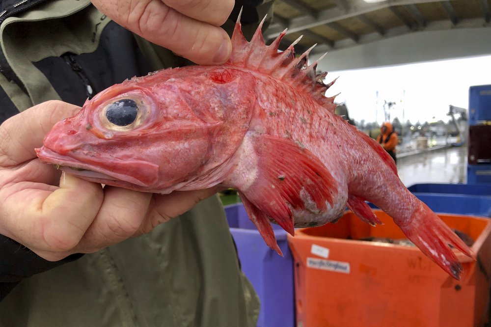 Kevin Dunn, who fishes off the coasts of Oregon and Washington, holds a rockfish at a processing facility in Warrenton, Oregon. A rare environmental success story is unfolding in waters off the U.S. West Coast as regulators in January 2020 are scheduled to reopen a large area off the coasts of Oregon and California to groundfish bottom trawling fishing less than two decades after authorities closed huge stretches of the Pacific Ocean due to the species' depletion. CREDIT: Gillian Flaccus/AP