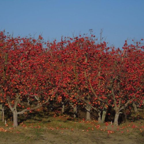 Apples remain unpicked in December 2019 in an orchard near Wallula, Washington. CREDIT: Mike Denny