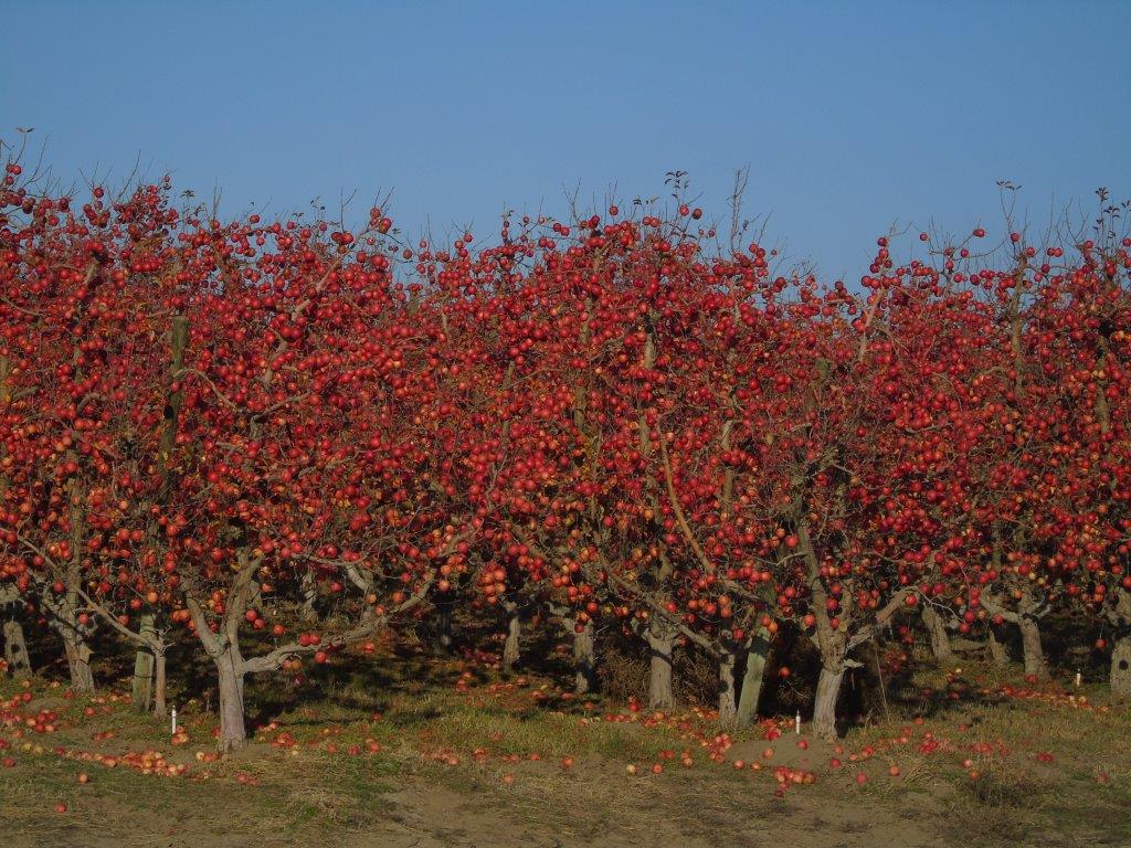 Apples remain unpicked in December 2019 in an orchard near Wallula, Washington. CREDIT: Mike Denny