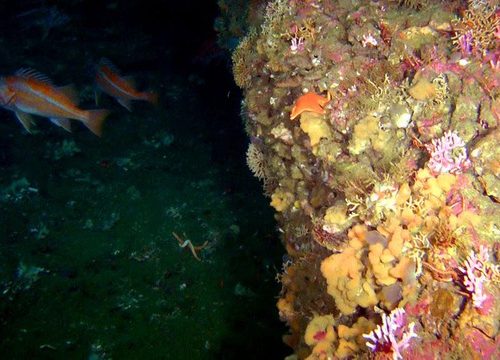 Rocky reefs off the Oregon coast provide valuable habitat for rockfish and other marine life. Courtesy of Oceana