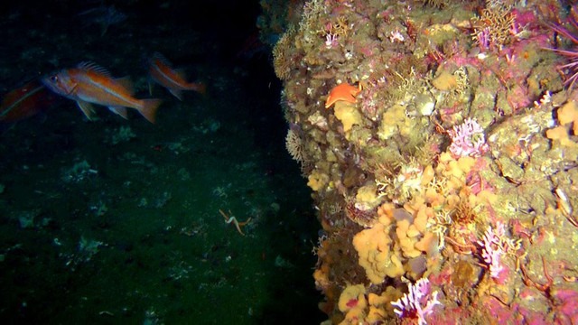 Rocky reefs off the Oregon coast provide valuable habitat for rockfish and other marine life. Courtesy of Oceana