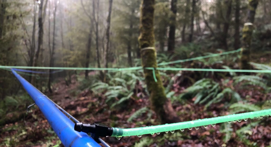 Plastic tubing strings like fairy nets through the University of Washington's Pack Forest in the foothills of Mt. Rainier. Eventually it will carry bigleaf maple tree sap to make syrup.