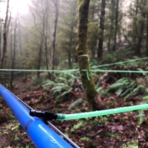 Plastic tubing strings like fairy nets through the University of Washington's Pack Forest in the foothills of Mt. Rainier. Eventually it will carry bigleaf maple tree sap to make syrup.