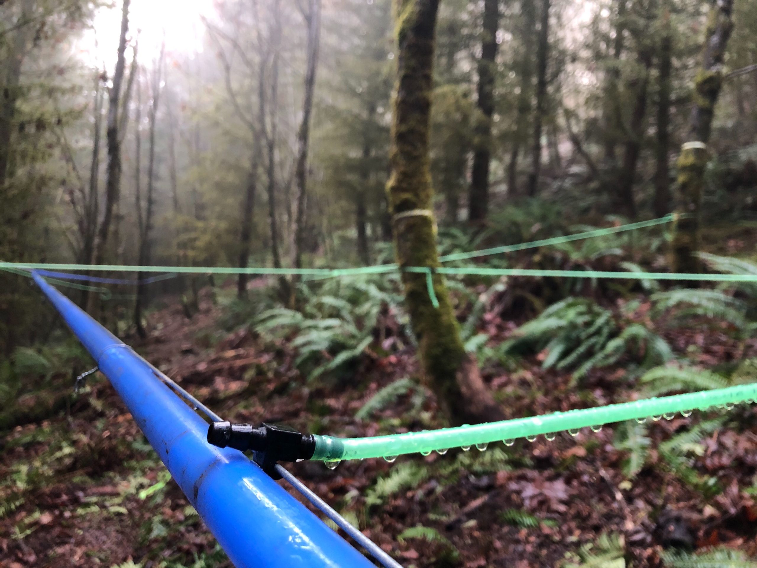 Plastic tubing strings like fairy nets through the University of Washington's Pack Forest in the foothills of Mt. Rainier. Eventually it will carry bigleaf maple tree sap to make syrup.
