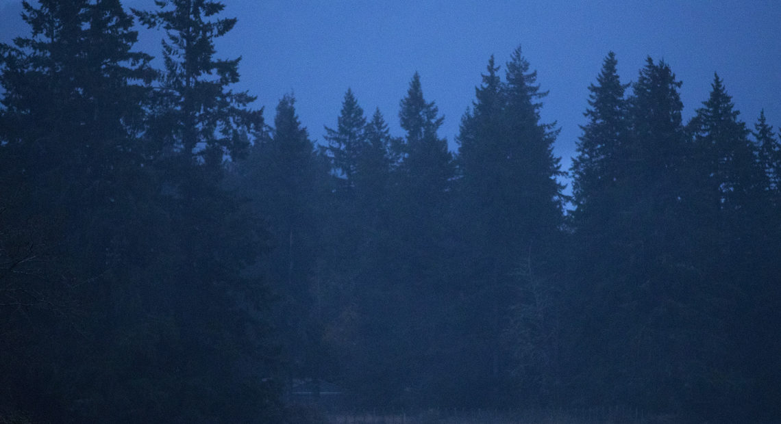 Elk graze in Skagit Valley, populated for centuries by Native Americans and, more recently, by farmers. CREDIT: Megan Farmer/KUOW