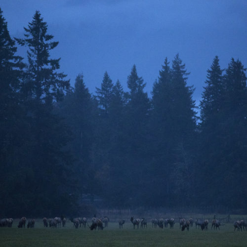 Elk graze in Skagit Valley, populated for centuries by Native Americans and, more recently, by farmers. CREDIT: Megan Farmer/KUOW