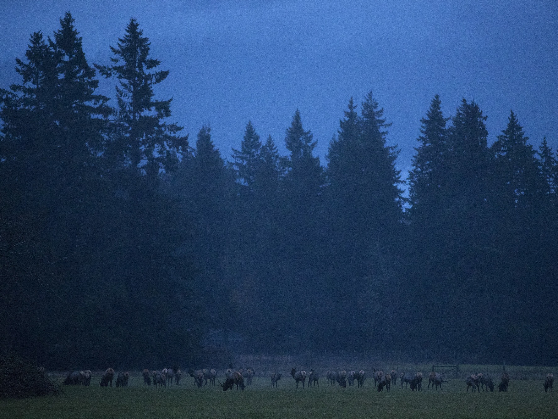 Elk graze in Skagit Valley, populated for centuries by Native Americans and, more recently, by farmers. CREDIT: Megan Farmer/KUOW
