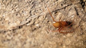 Troloraphtor marchingtoni spideR.