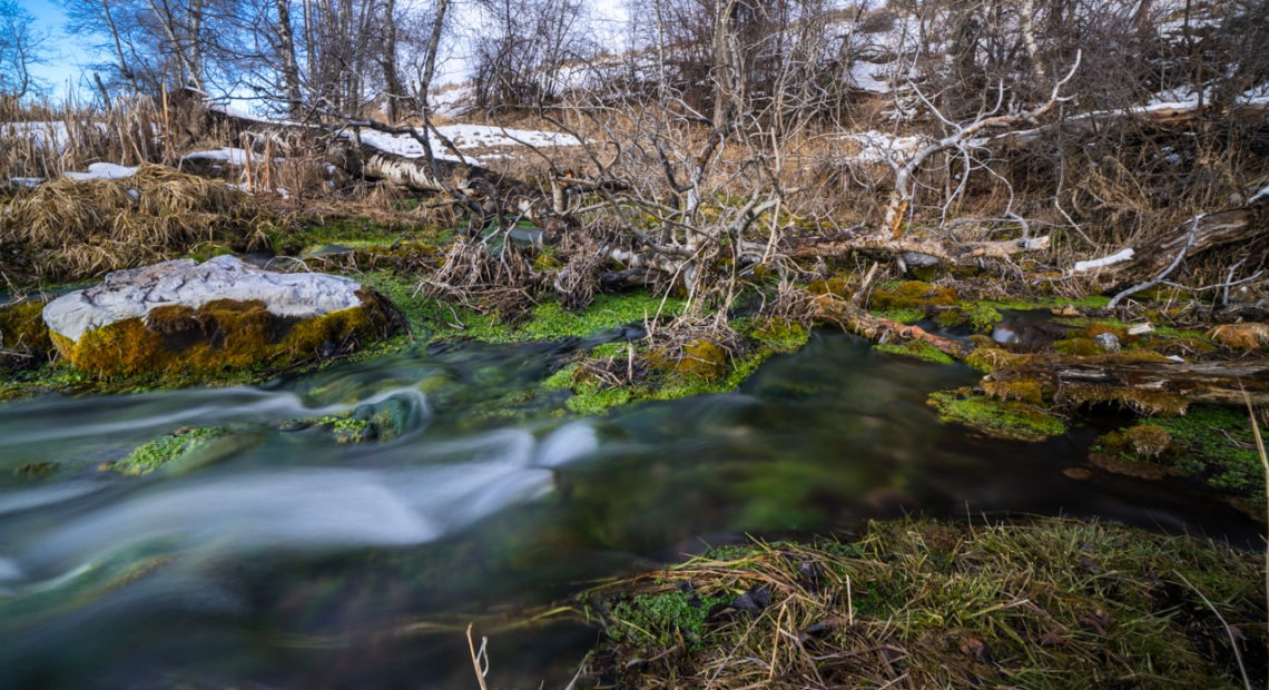 Water emerges from the headwaters of Nevada Spring Creek at around 44 degrees year-round. A mitigation bank provided private money to reconnect it to Montana's Blackfoot River and to restore a prized trout fishing habitat. CREDIT: Nick Mott/Montana Public Radio